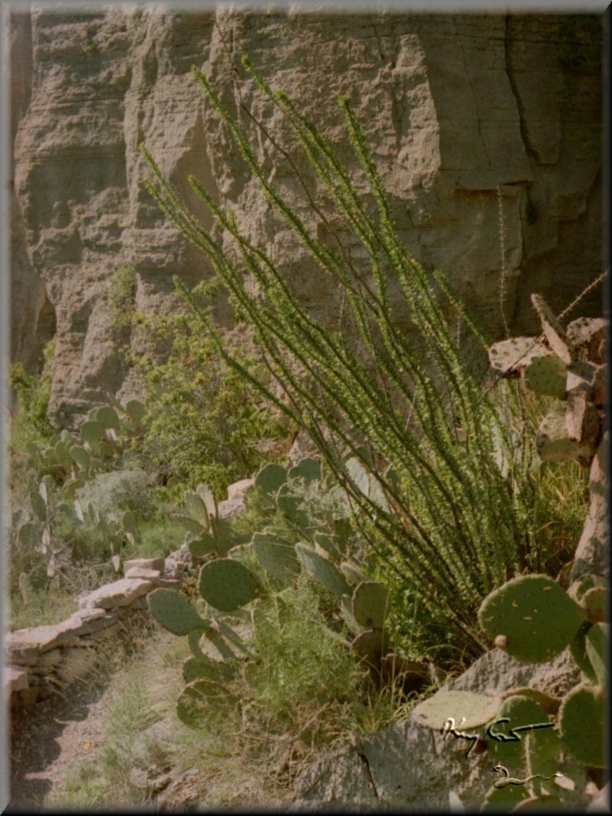 Fantasy gardin in cactus