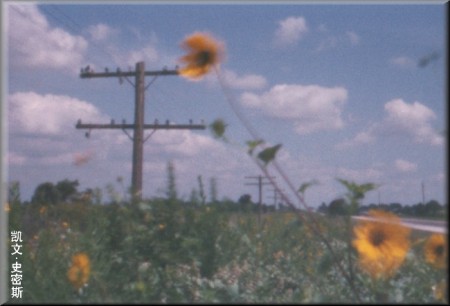 pinhole photograph gallery, sunflowers